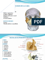 Huesos de La Cara Parte 1