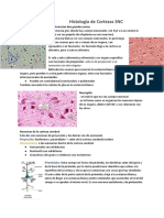 Histologia de Corteza