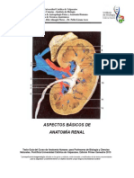 Anatomía Renal BIO PUCV 2015