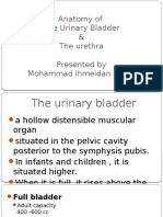 Anatomy of The Lower Urinary Tract