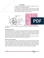 Tejido de Protección 1rio, Estomas PDF