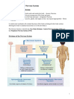 3-17 Nervous Handout