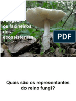 Biologia PPT - Maxi - Fungos