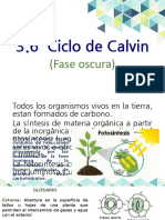 Ciclo de Calvin