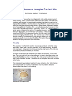 Tracheal Mites Acarine Disease