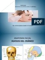 Anatomia Facial