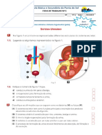 FT-Sistema Excretor