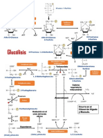 Glucolisis