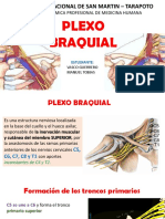 Plexo Braquial