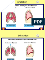 Asthma Inhale and Exhale