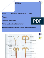 Urogenital Hembra