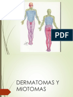 Dermatomas y Miotomas