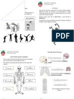 Guía Cuerpo Humano PDF