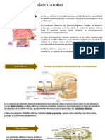 Vias Olfatorias