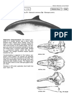 Phocoena Phocoena (Linnaeus, 1758) : Phoco Phoc 1 PHR