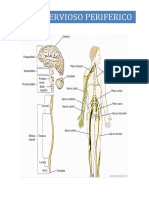 SISTEMA-NERVIOSO-NUEVO (1) Neuro 2 Imprimir