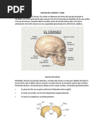 Anatomia Huesos Del Craneo y Cara