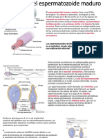 Estructura Del Espermatozoide Maduro