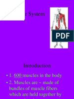 Muscular System