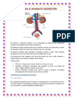 Sistema Excretor