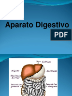 Histologia Tubo Digestivo