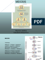 MEIOSIS