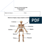 Guía de Ciencias Naturales Cuerpo Humano