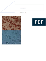 Life Science - 3T3-L1 Adipocyte Differentiation Protocol