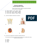 Evaluación Diagnóstica Ciencias Naturales 6° Básico: Muestra El Orden Creciente de Acuerdo A La Complejidad?