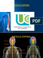 Medula Espínal.