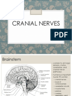 Cranial Nerves Neuroanatomy