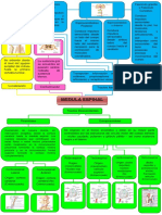 Mapa Mental Del Tema Medula Espinal