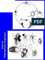 Parasitologia - Ciclos Biológicos