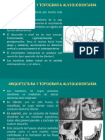 I Arquitectura y Topografia Alveolodentaria