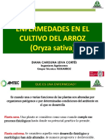 $enfermedades en El Cultivo de Arroz$$-1 PDF