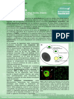 Phagocytosis (Fagocitosis)