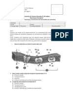 Evaluación 2 Ciencias Naturales 8° Basico Membrana Plasmatica