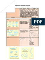 Morfologia y Agrupacion Bacteriana