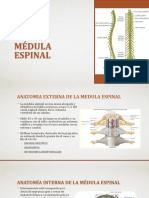 La Médula Espinal