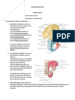 Anatomia Del Miembro Inferior