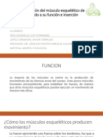 Clasificación Del Músculo Esquelético de Acuerdo A Su Función e Inserción