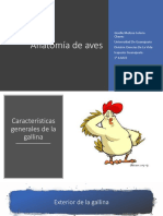 Anatomia de Aves