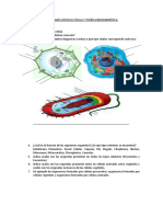 Actividades Repaso Célula y Teoría Endosimbiótica 