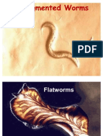 Unsegmented Worms