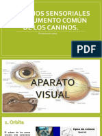 Órganos Sensoriales y Tegumento Común de Los Caninos