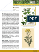 Artemisa / Matricaria: Tanacetum Parthenium