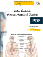 Anfis Endokrin