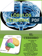 Lobulos Cerebrales