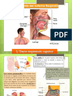 Anatomia Del Sistema Respiratorio