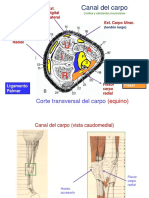 Irrigación Miembro Torácico